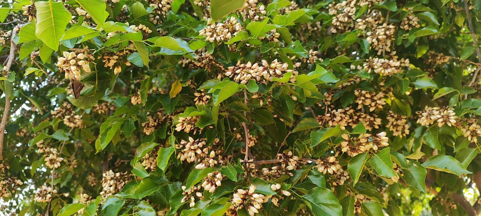 Clusters of flowers adorning a Honge tree in Hosadurga. 