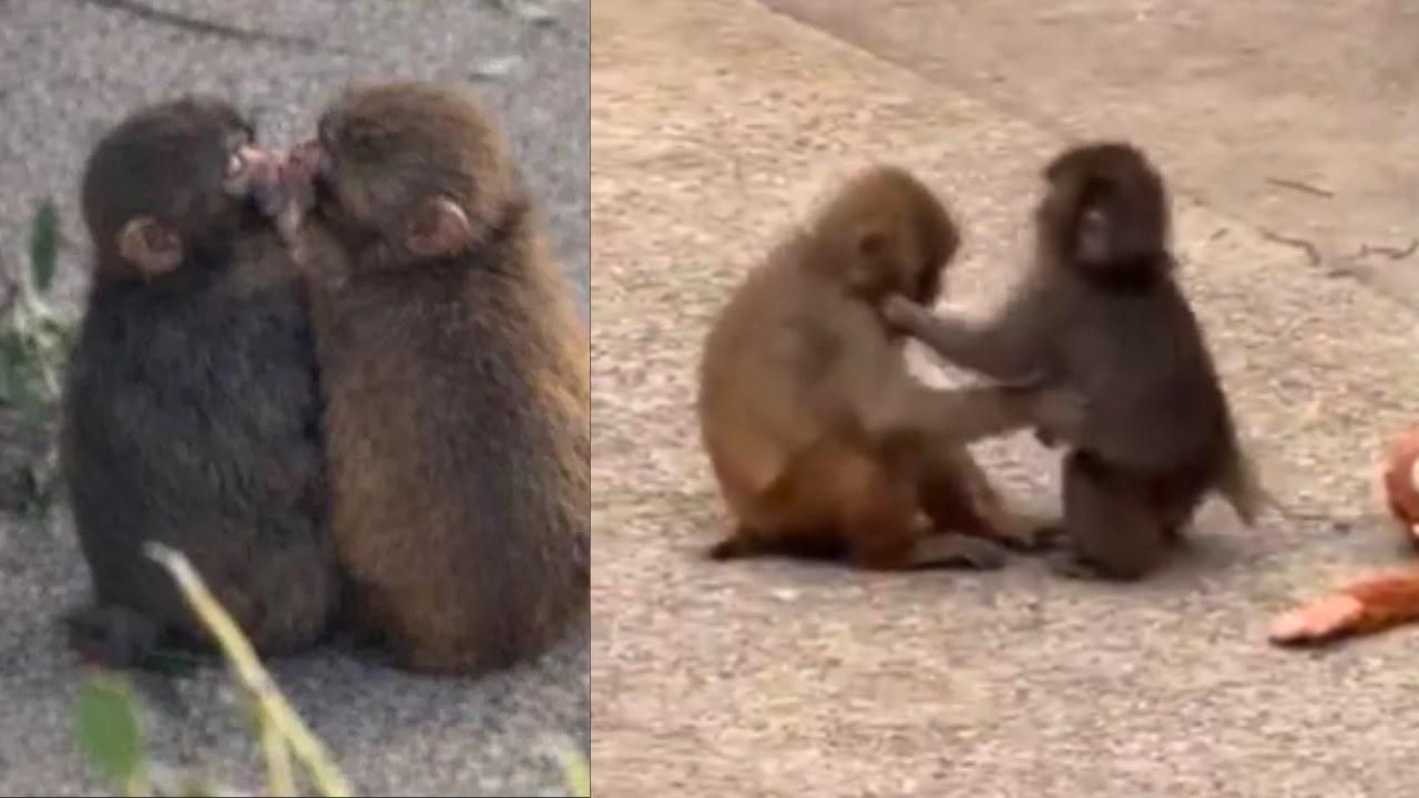 Internet-famed baby monkey 'Punch' seen kissing & cuddling in viral video