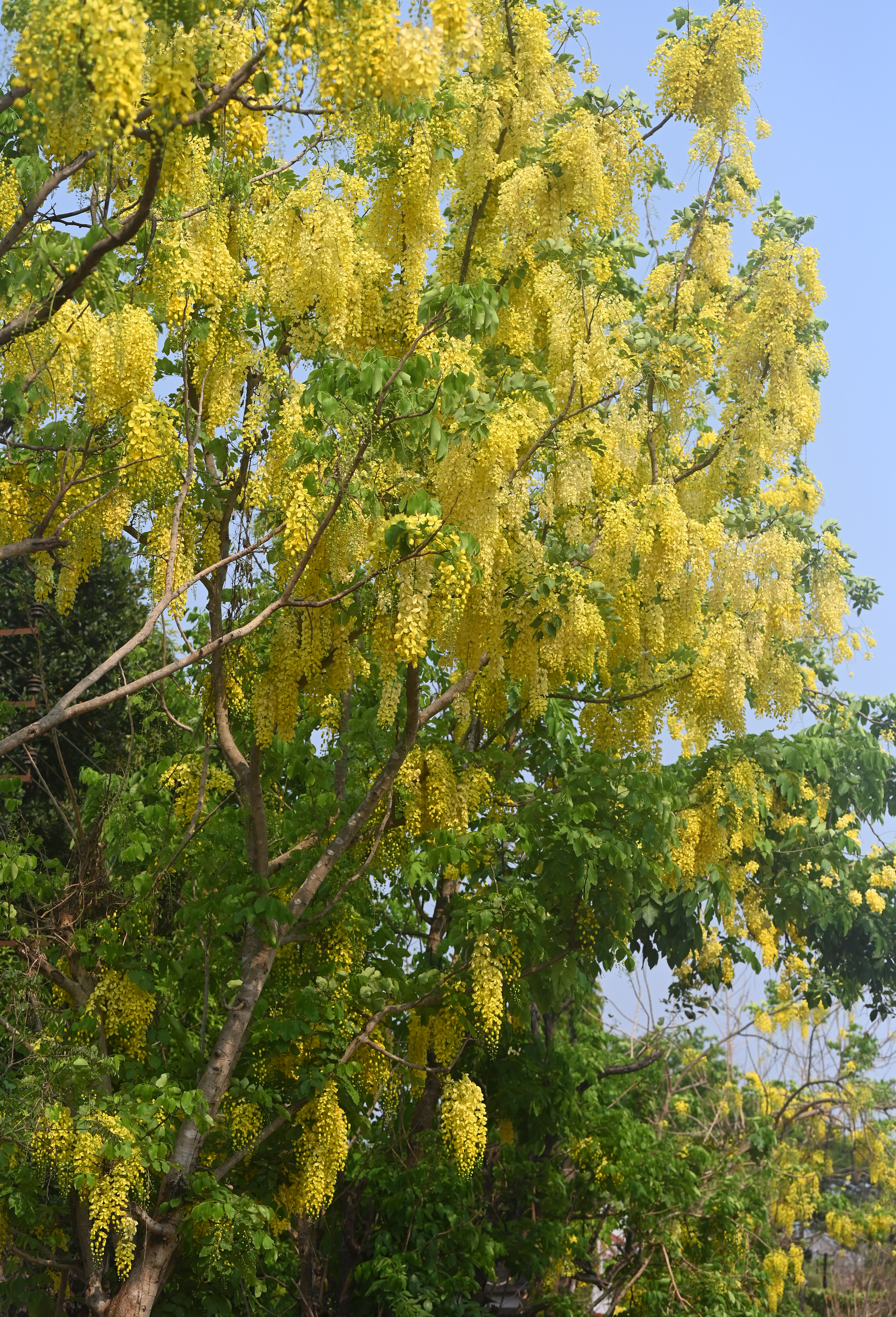 A golden shower tree in full bloom in Mangaluru.