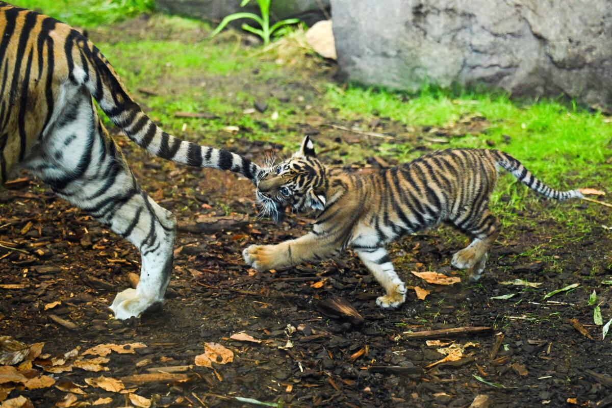 Newborn Sumatran tiger cub Lilly bites the tail of its mother, Mayang, in their enclosure at Tierpark Berlin, in Berlin, Germany, March 17, 2026.
