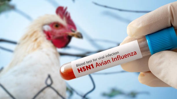 Bird flu in Kerala: 5,961 domestic birds to be culled