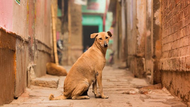 Himachal: Nine people, including 9-year-old, bitten by stray dog in three days