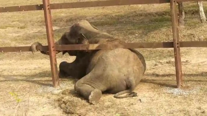 Mysuru: Tusker gets stuck under railway barricades, escapes safely