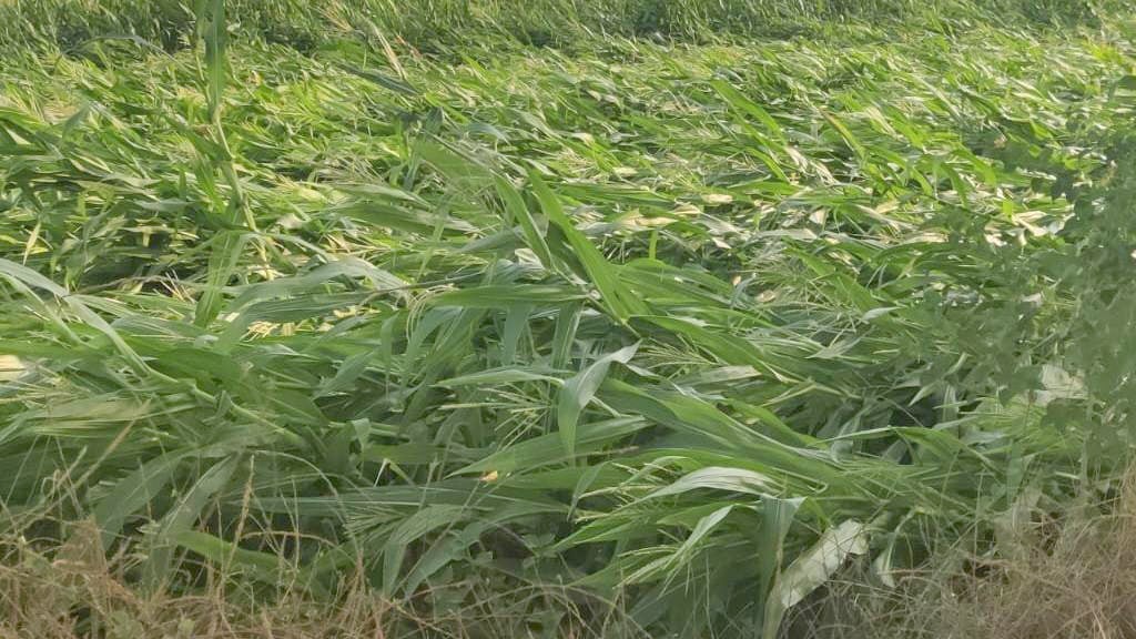 Karnataka: Farmers bear brunt of hailstorm; paddy crop hit