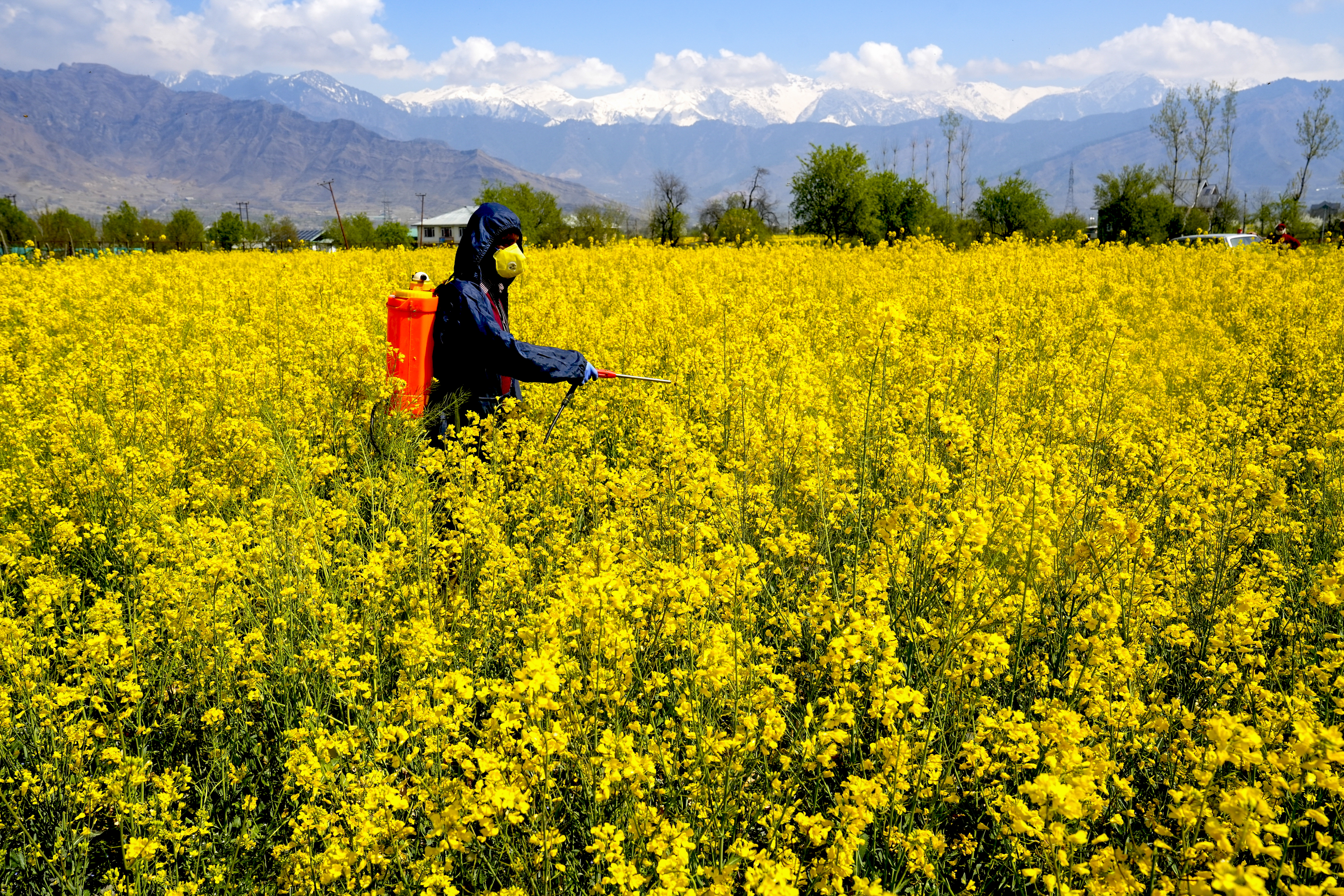 A man sprays pesticide in a mustard field, at Pampore in Pulwama, Jammu and Kashmir