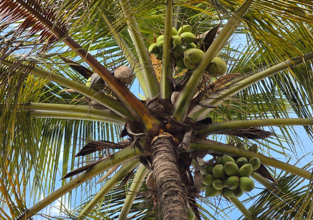 Samsung Galaxy S26 Ultra's camera sample.