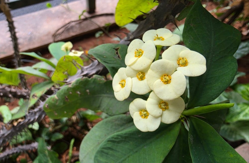 Samsung Galaxy S26 Ultra's camera sample.