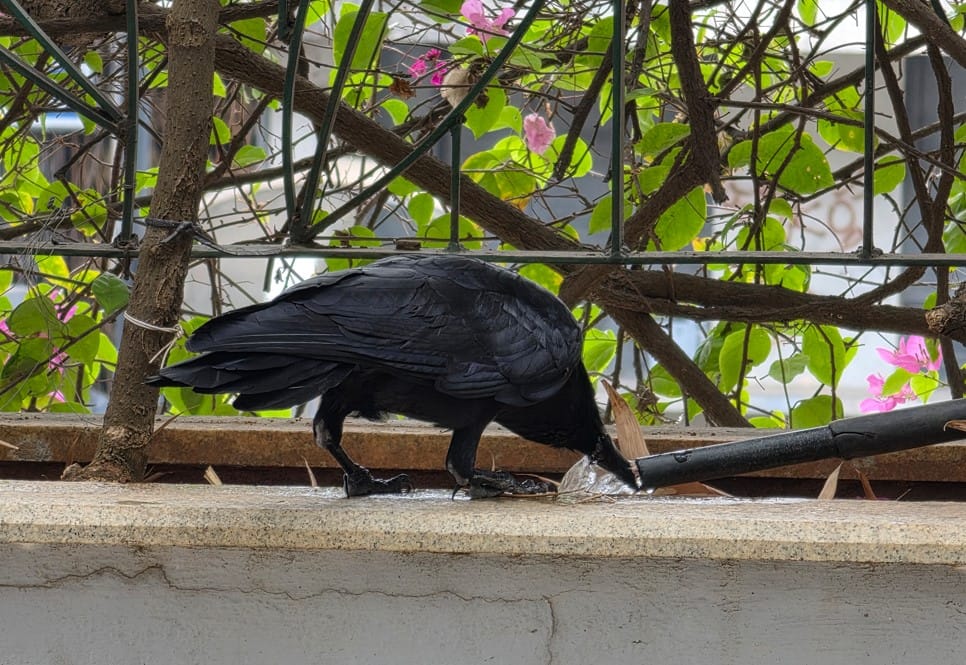 Samsung Galaxy S26 Ultra's camera sample.