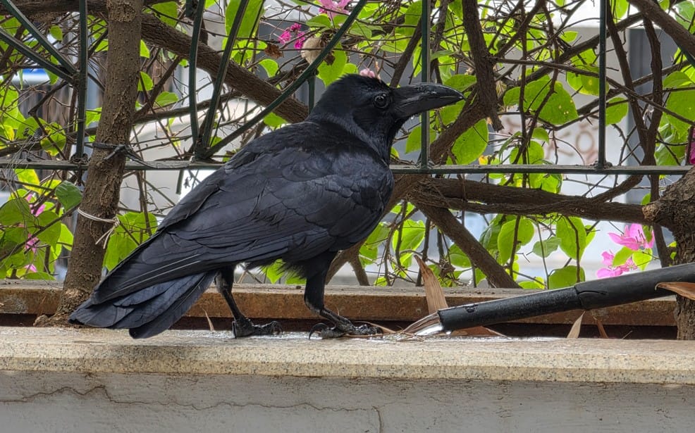 Samsung Galaxy S26 Ultra's camera sample.