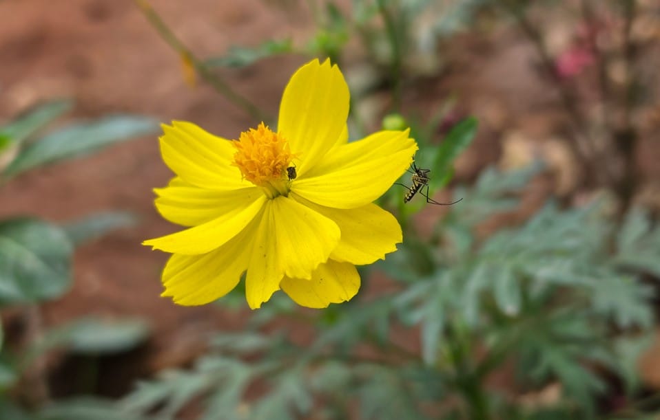 Samsung Galaxy S26 Ultra's camera sample.