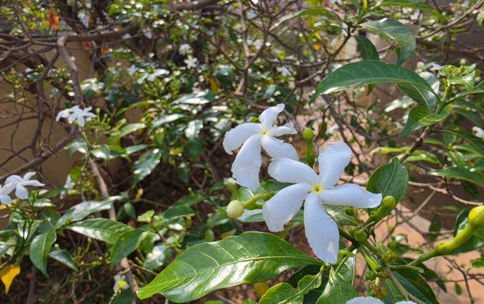 Samsung Galaxy S26 Ultra's camera sample.