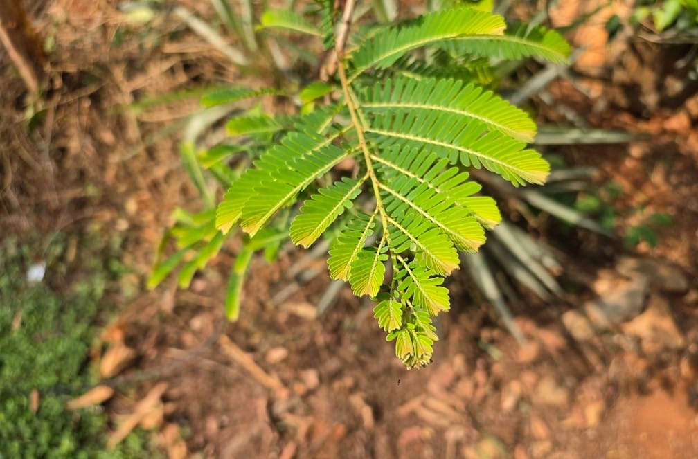 Samsung Galaxy S26 Ultra's camera sample.