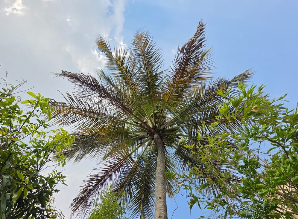 Samsung Galaxy S26 Ultra's camera sample.