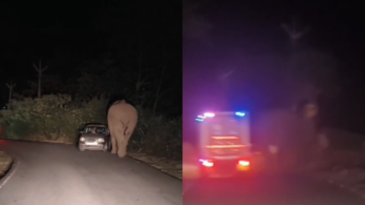 Wild elephant Padayappa attacks car in Kerala's Munnar, passengers escape