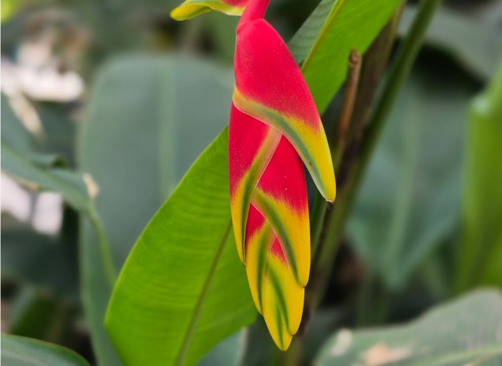 Samsung Galaxy S26 Ultra's camera sample.