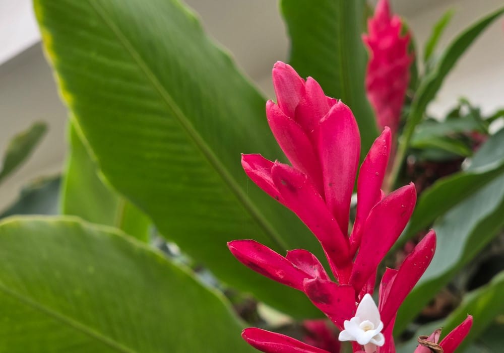 Samsung Galaxy S26 Ultra's camera sample.