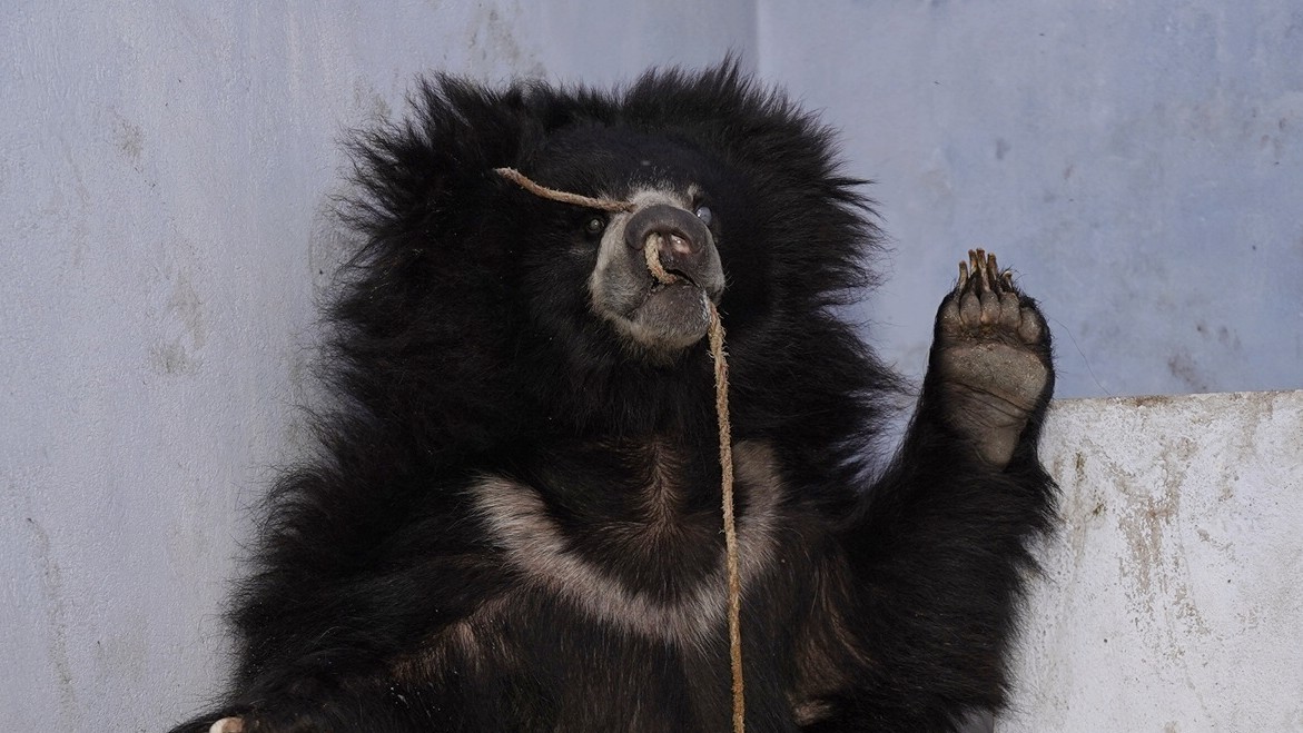 Sloth bear rescued from dancing trade in Jamtara, getting treated in Agra 