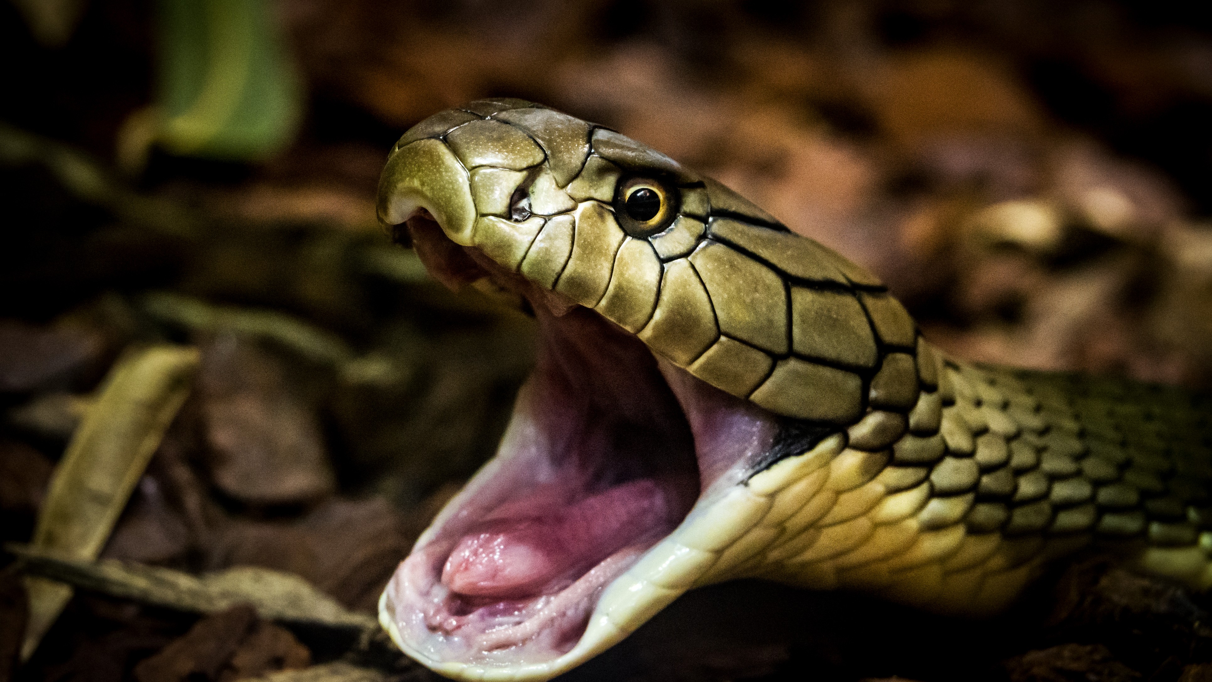 India continues to be fanged by poisonous snakes, killing thousands every year