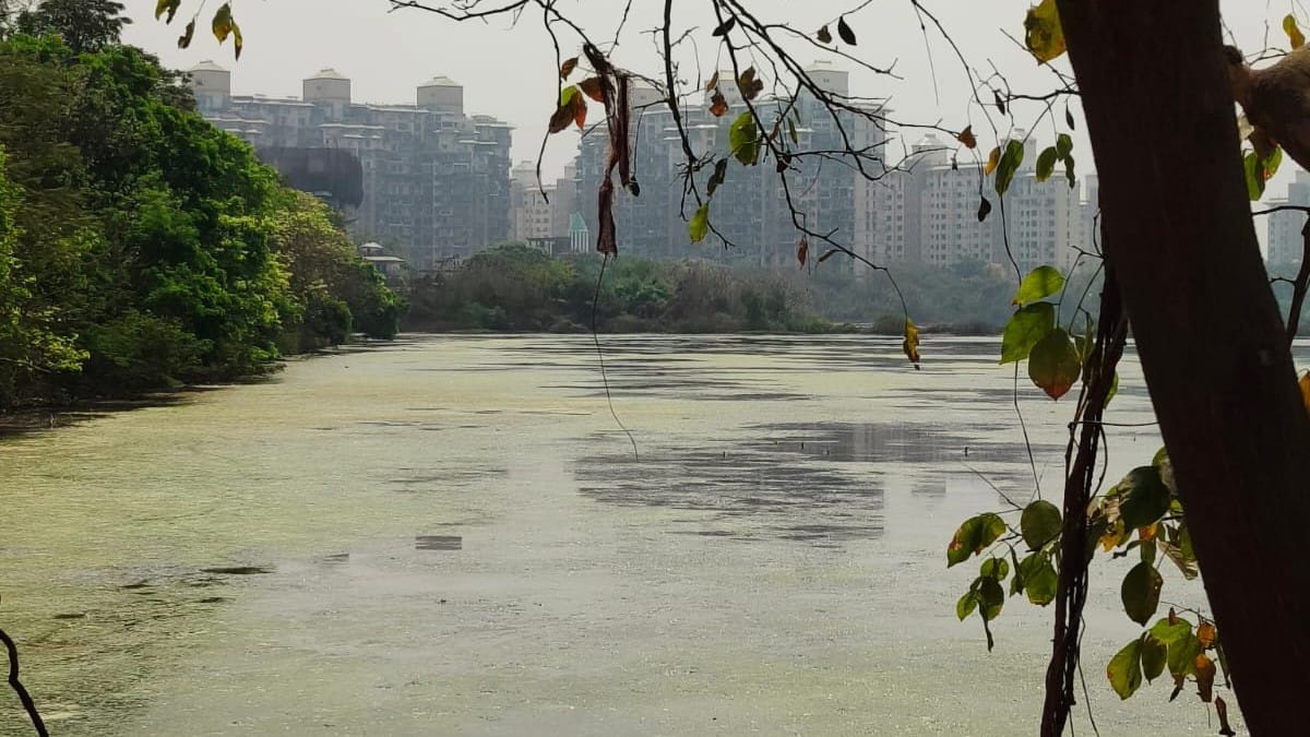 Centre cracks whip in 24 hours on Navi Mumbai ‘toxic’ wetlands