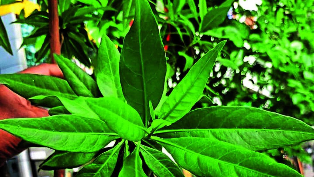 PIL on conocarpus trees : Karnataka High Court asks authorities to review concerns