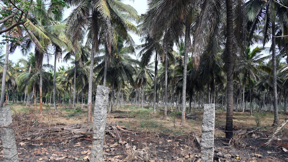 12-14% of coconut area infested with pests in Karnataka: Minister