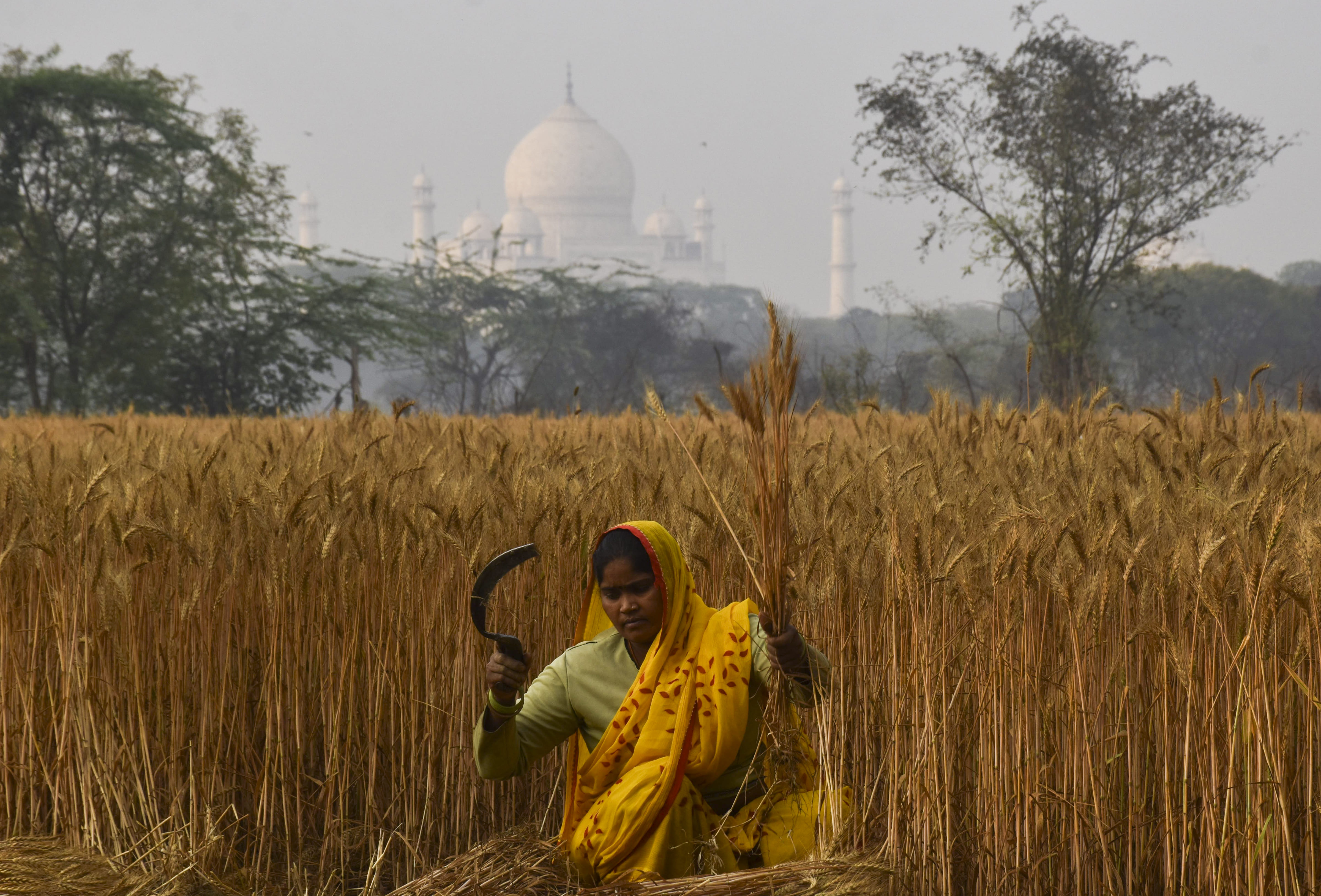 A woman harvests wheat in a field, near Taj Mahal, in Agra,