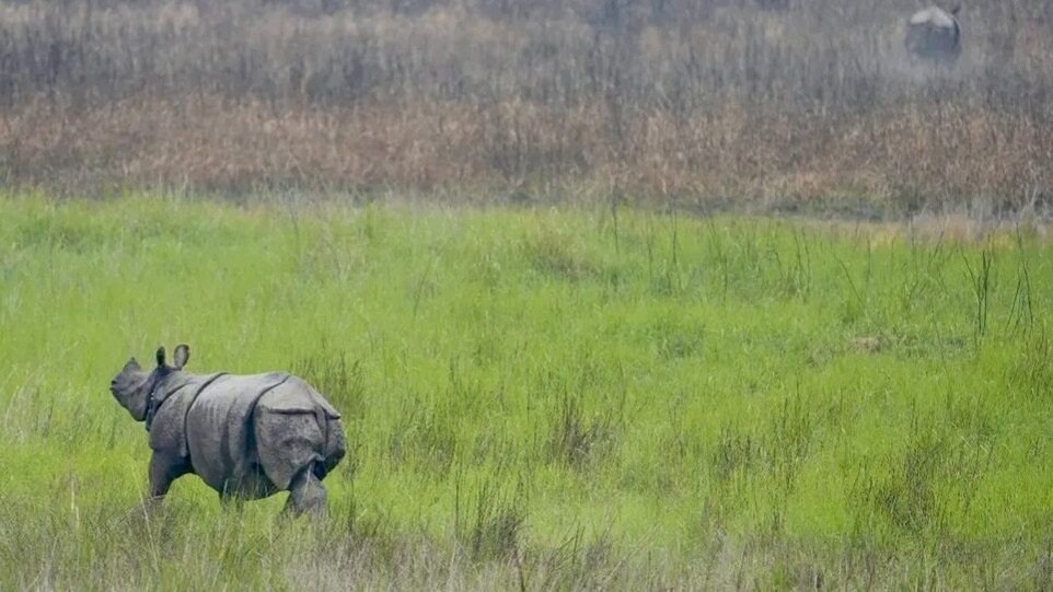 Four rhinos released into wild at Dudhwa Tiger Reserve