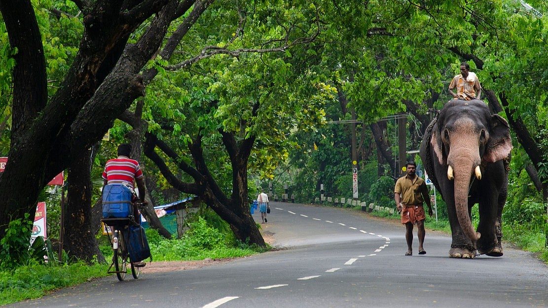 Kerala Assembly Elections 2026 l Human–animal conflict emerges as key poll issue in Wayanad