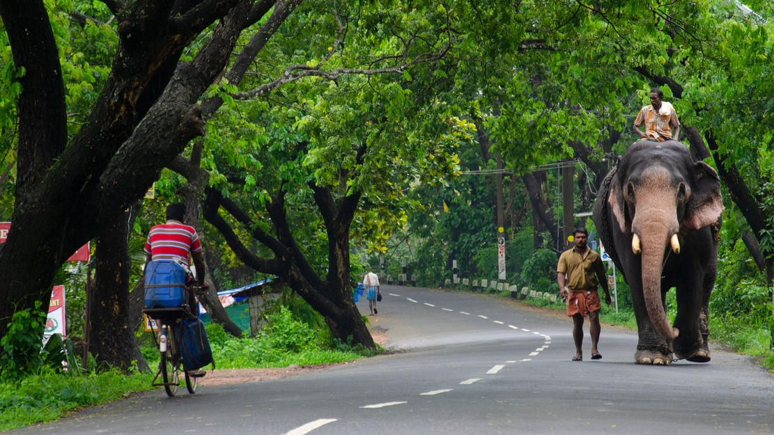 Kerala Assembly Elections 2026 l Human–animal conflict emerges as key poll issue in Wayanad