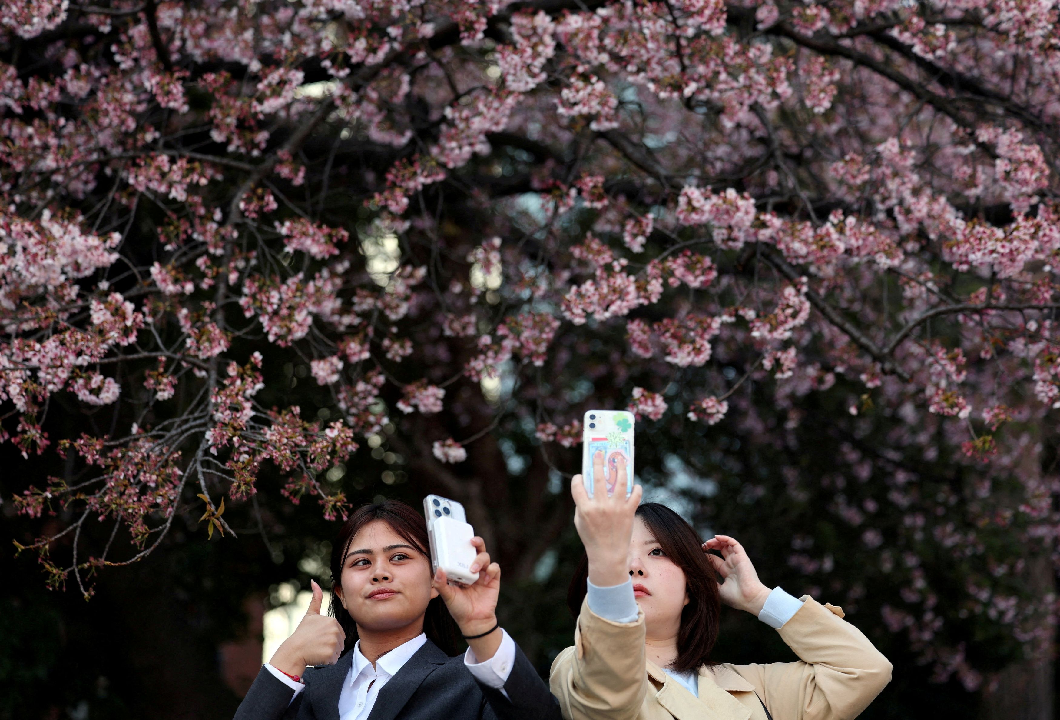 Visitors take selfies in front of the early-flowering cherry blossoms in Tokyo