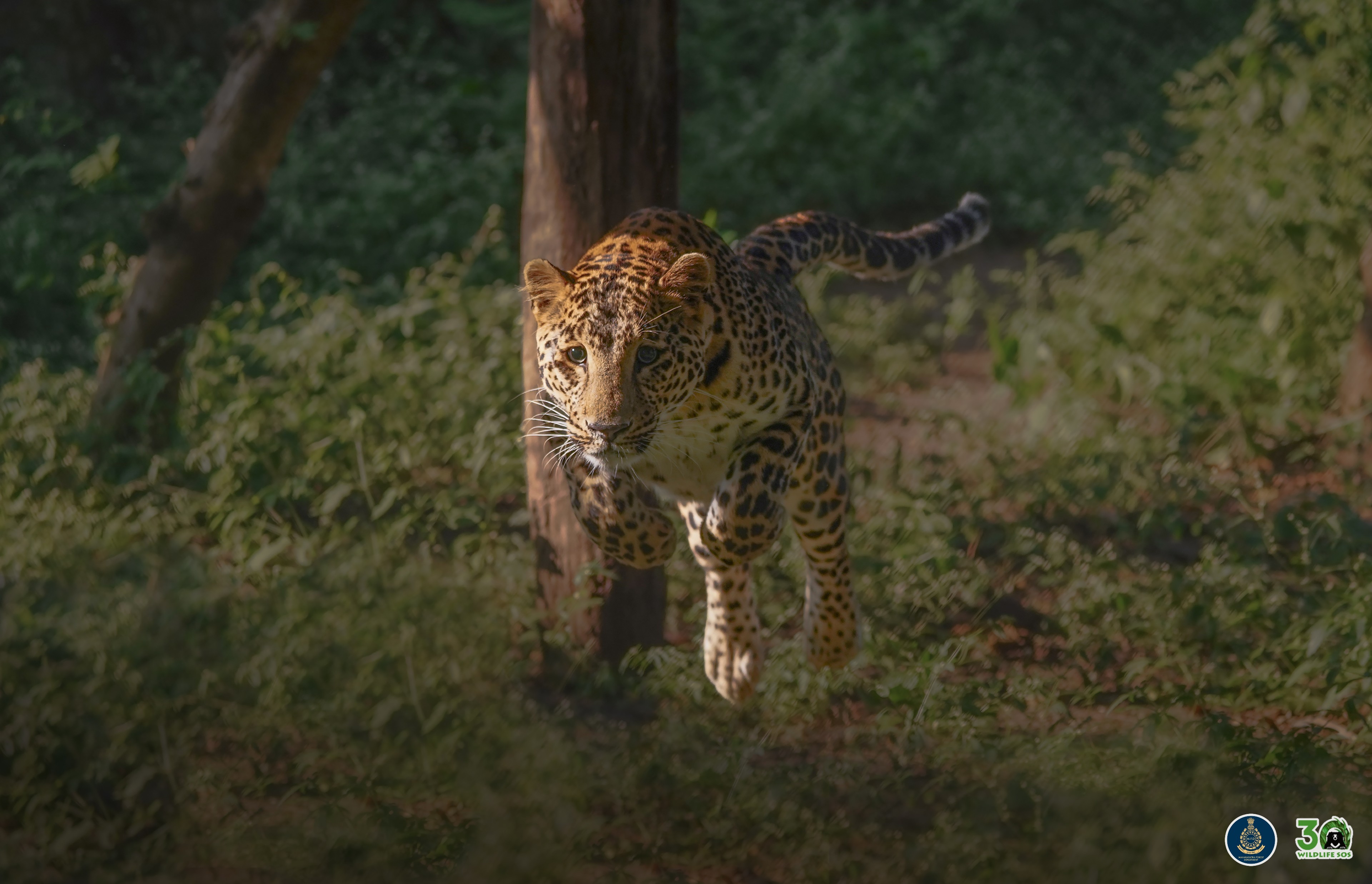 Due to his image as the most adorable and lovable cub after his arrival at the centre, Simba has also become one of the most famous leopards in MLRC.
