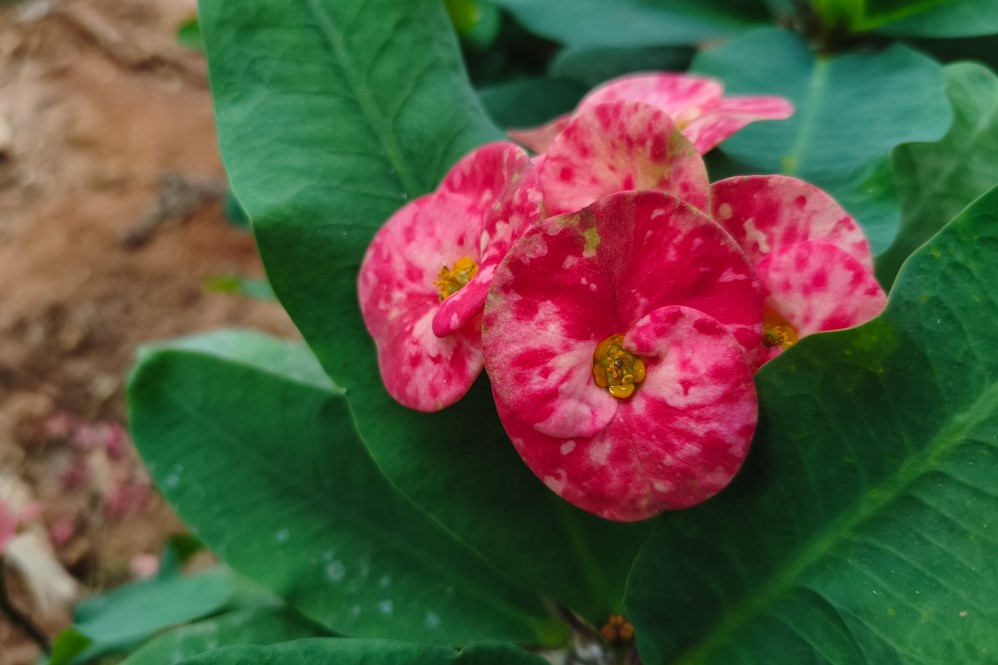 Poco X8 Pro Max's camera sample.