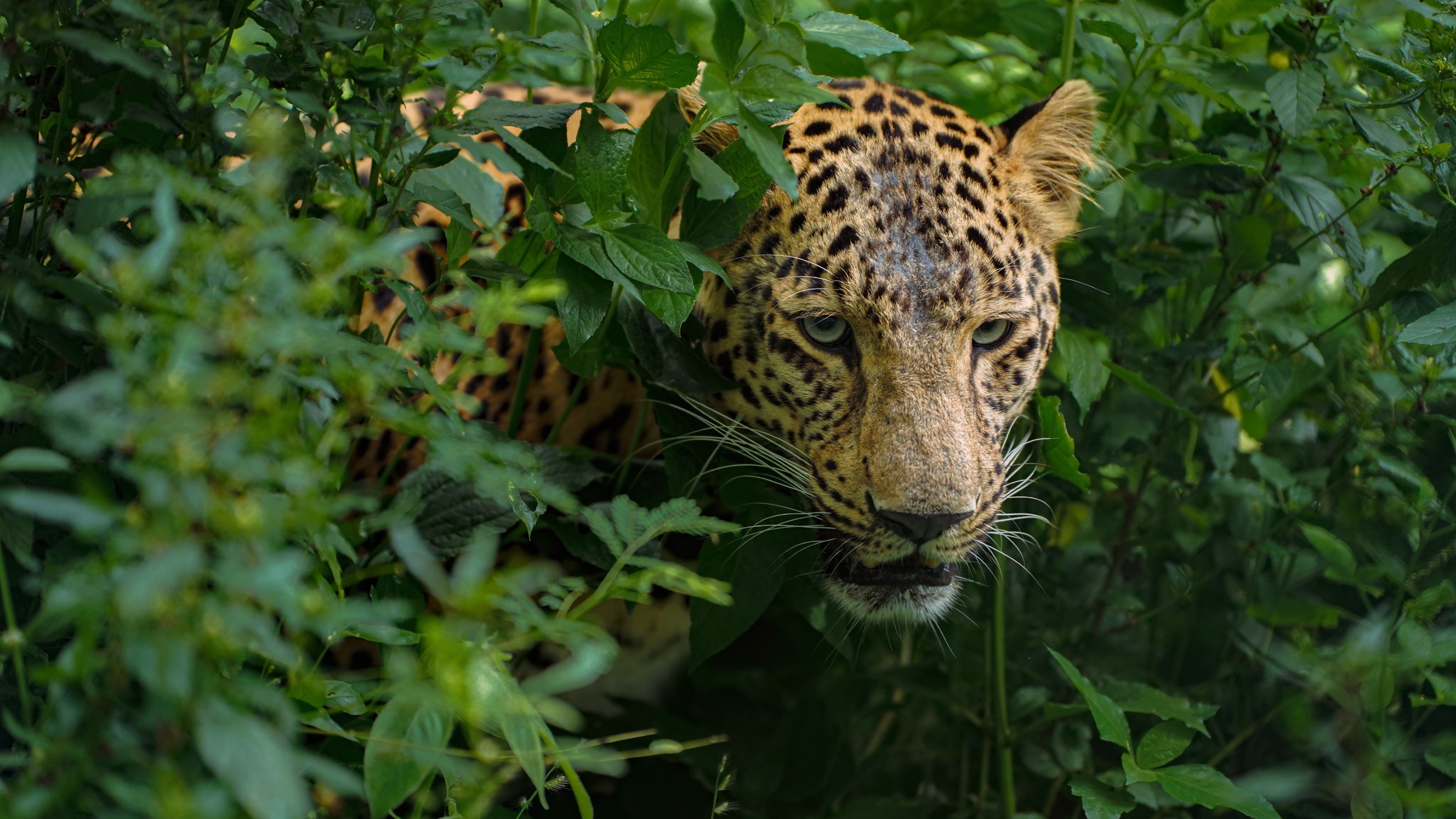 Shiv Sena MLA seen beating leopard during rescue, animal rights groups see red