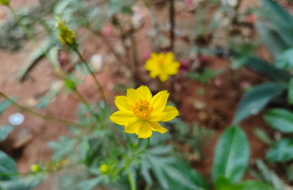 Poco X8 Pro Max's camera sample.