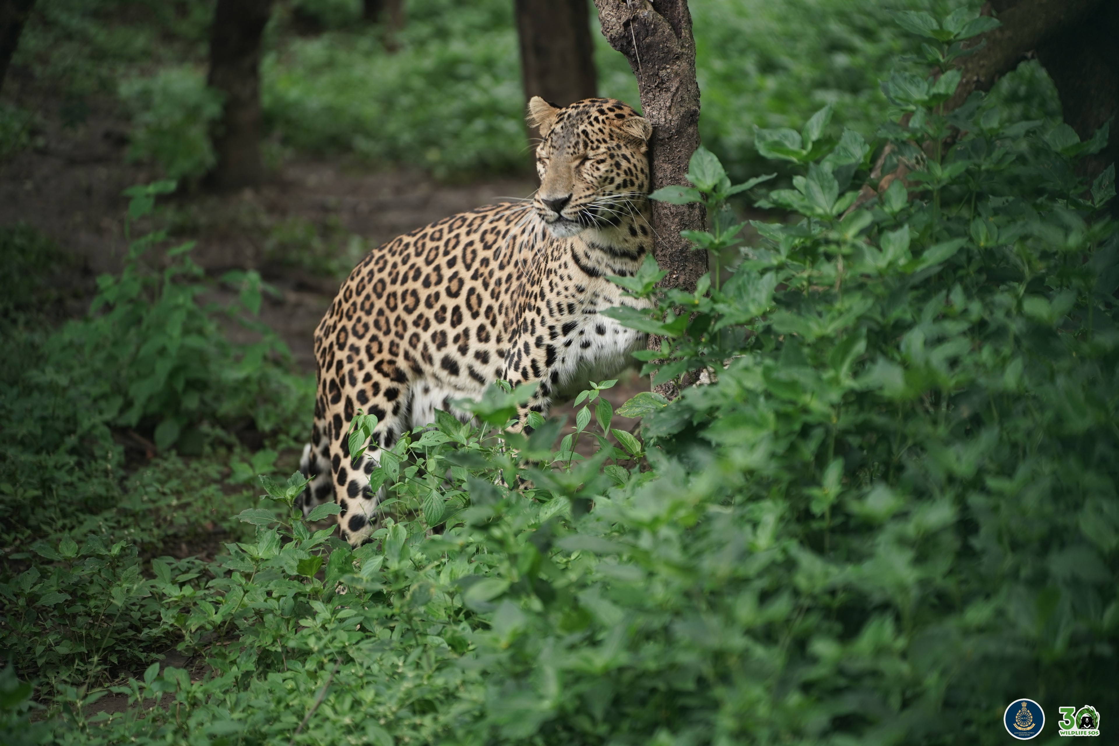 Rescued in 2021 as a two-month-old cub from Kolwade village in the Sangamner forest range, Simba was found alone with no sign of his mother.