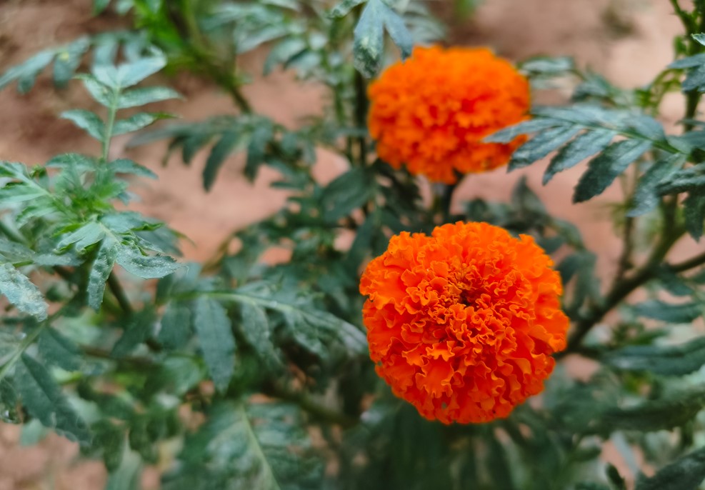 Poco X8 Pro Max's camera sample.