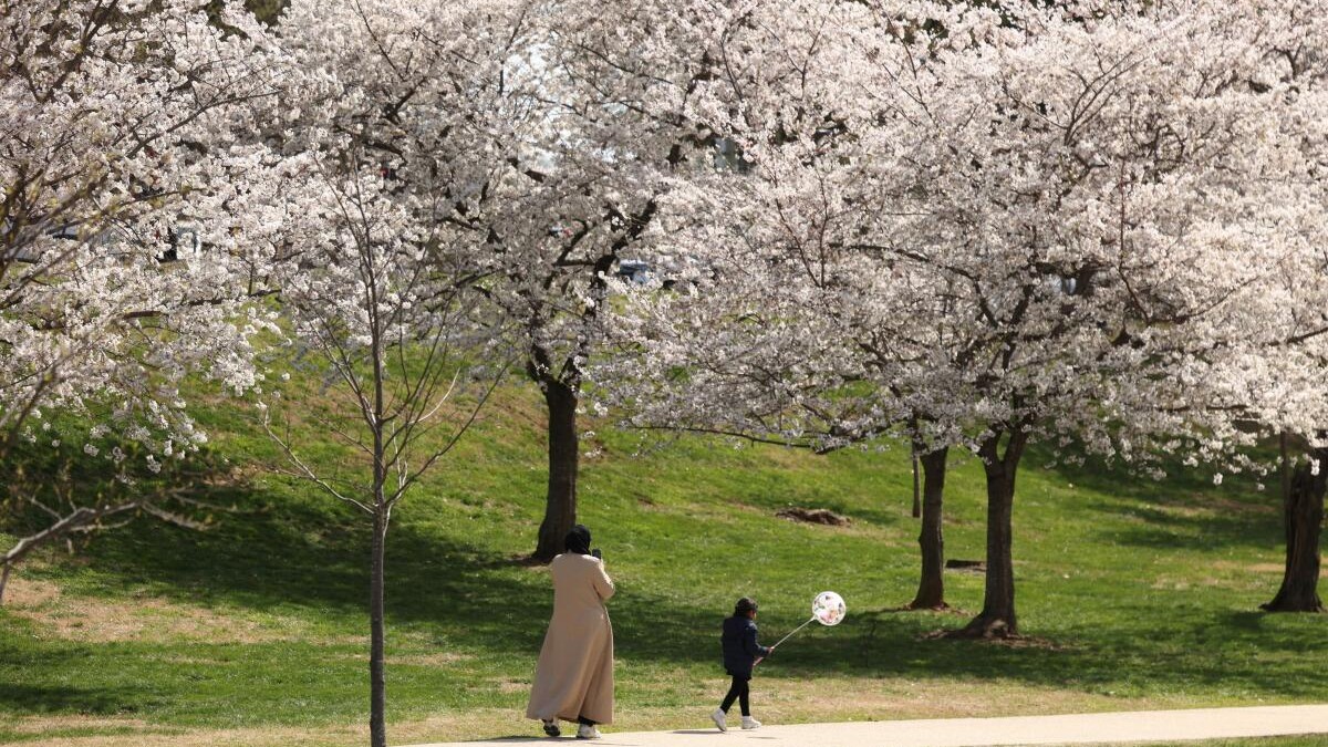 A child holds a balloon among the cherry trees in full bloom at the National Center in Washington, DC