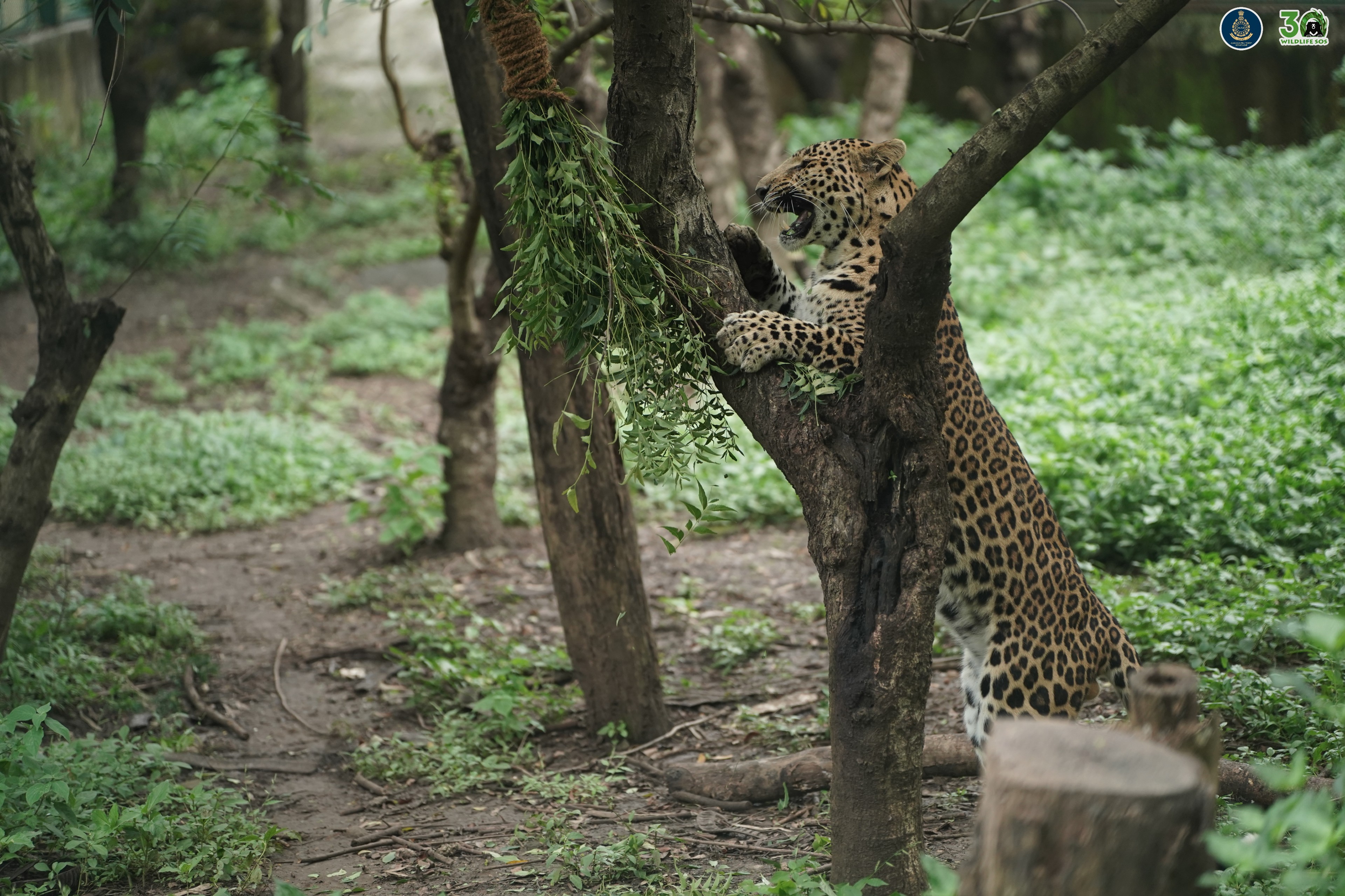 Simba's enclosure is equipped with enrichments such as elevated platforms, wooden logs and vegetation, encouraging him to explore and display natural behaviour.
