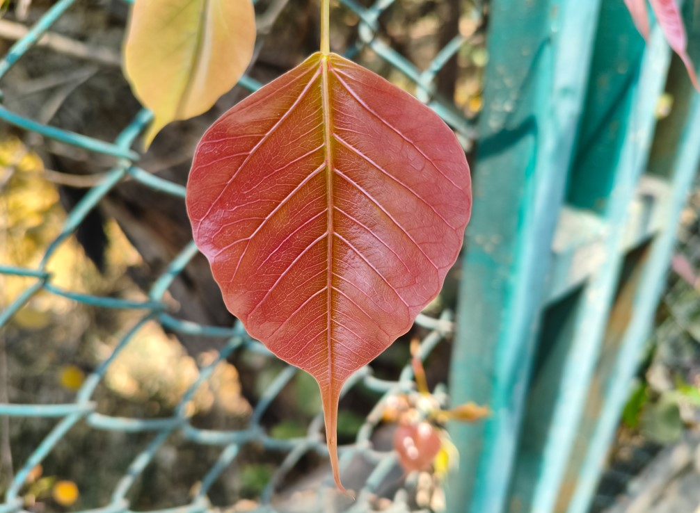 Poco X8 Pro Max's camera sample.