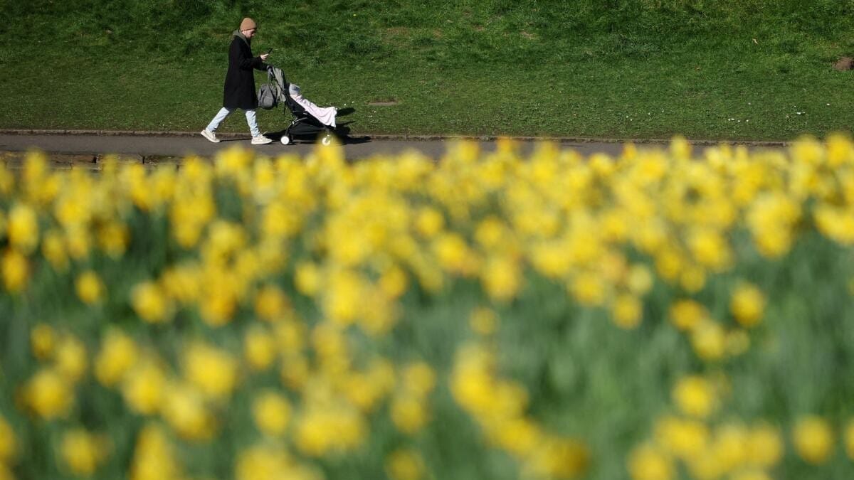 A man pushes a pram past a field of daffodils during a spell of spring sunshine in Sefton Park in Liverpool, Britain.