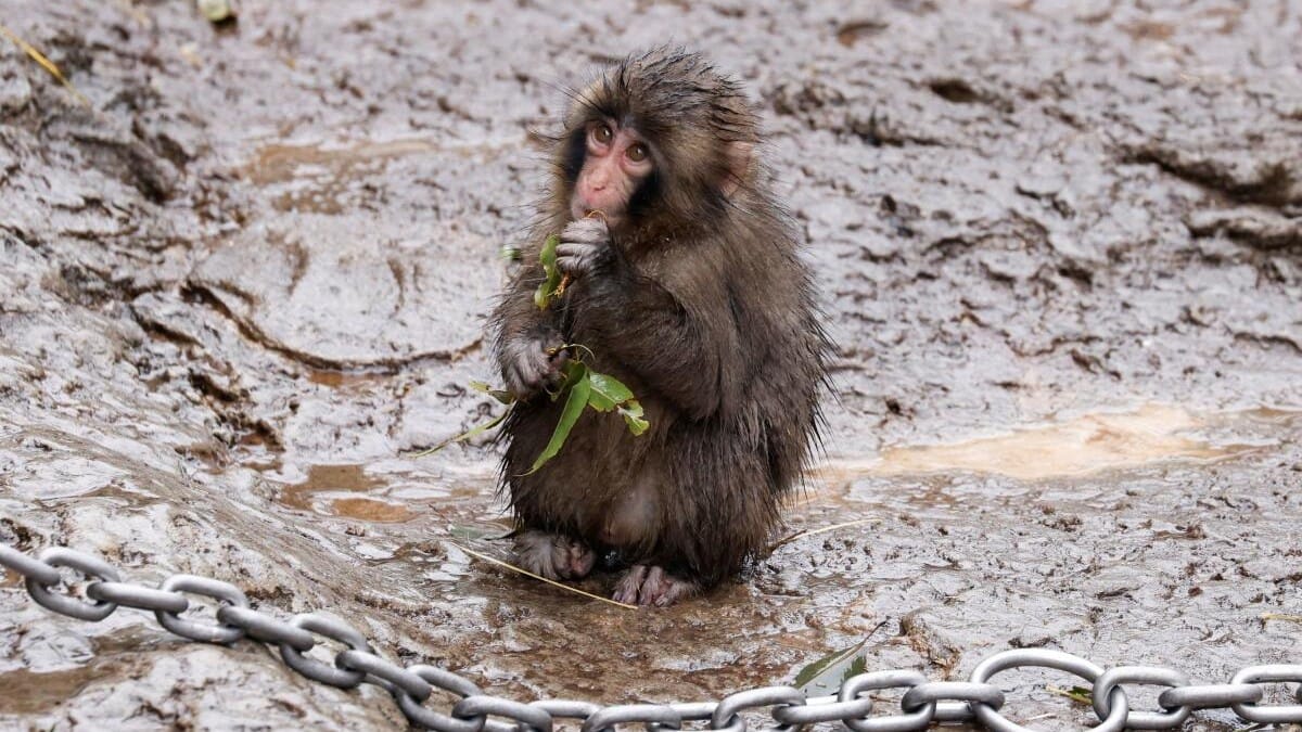 Punch, a Japanese macaque known for clinging to a stuffed orangutan, chews on tree leaves at Ichikawa City Zoo in Ichikawa, Japan.