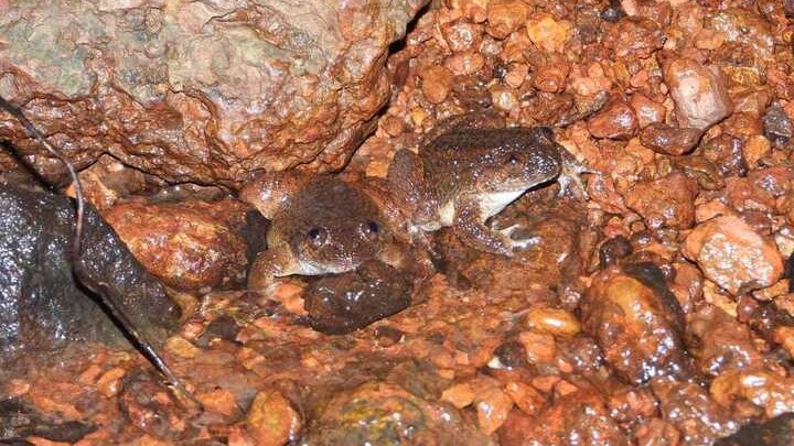 New night frog species ‘Kali’ discovered in Western Ghats