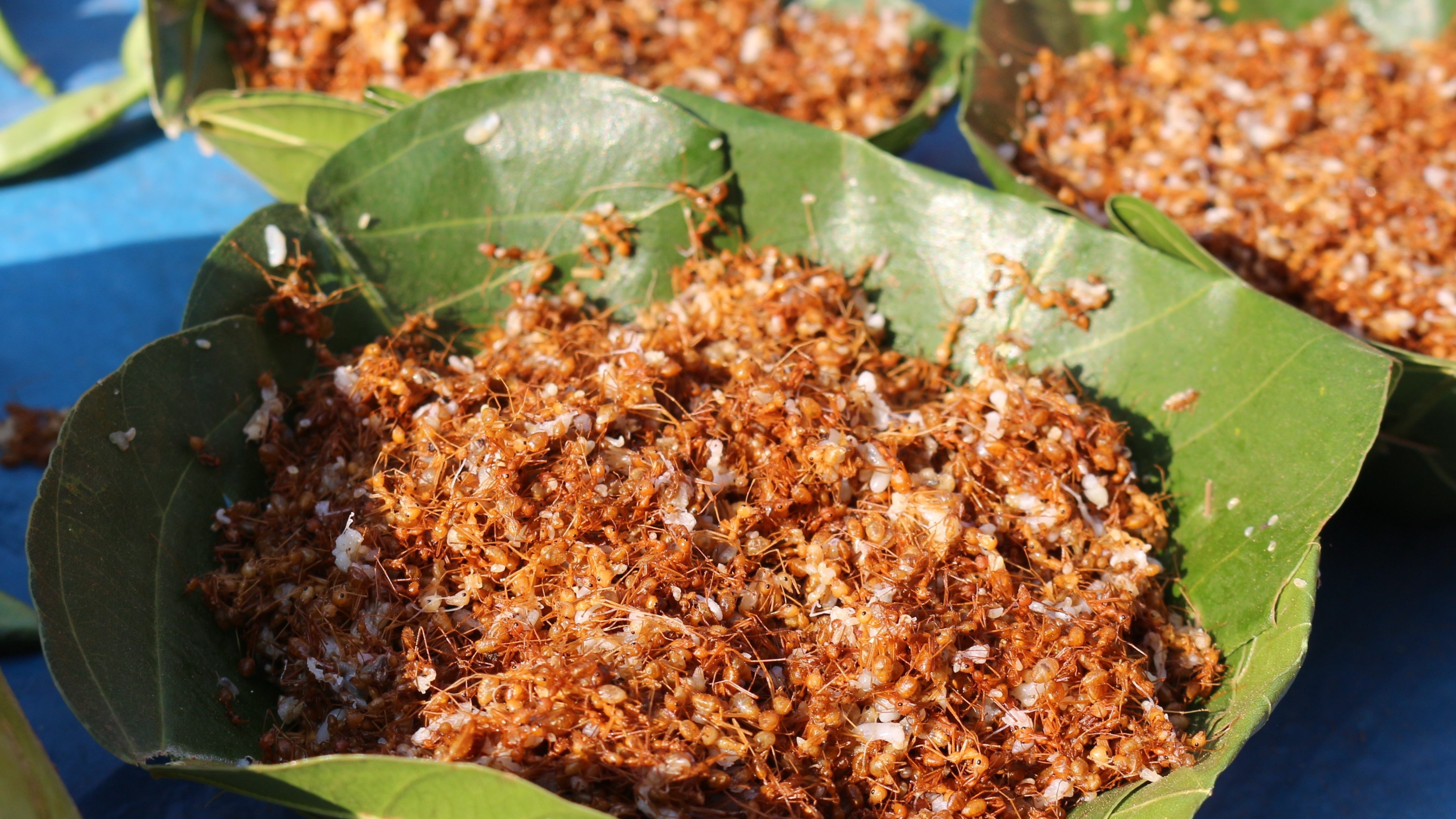 Dip into Chutney Lore: From red ants to ridge gourd