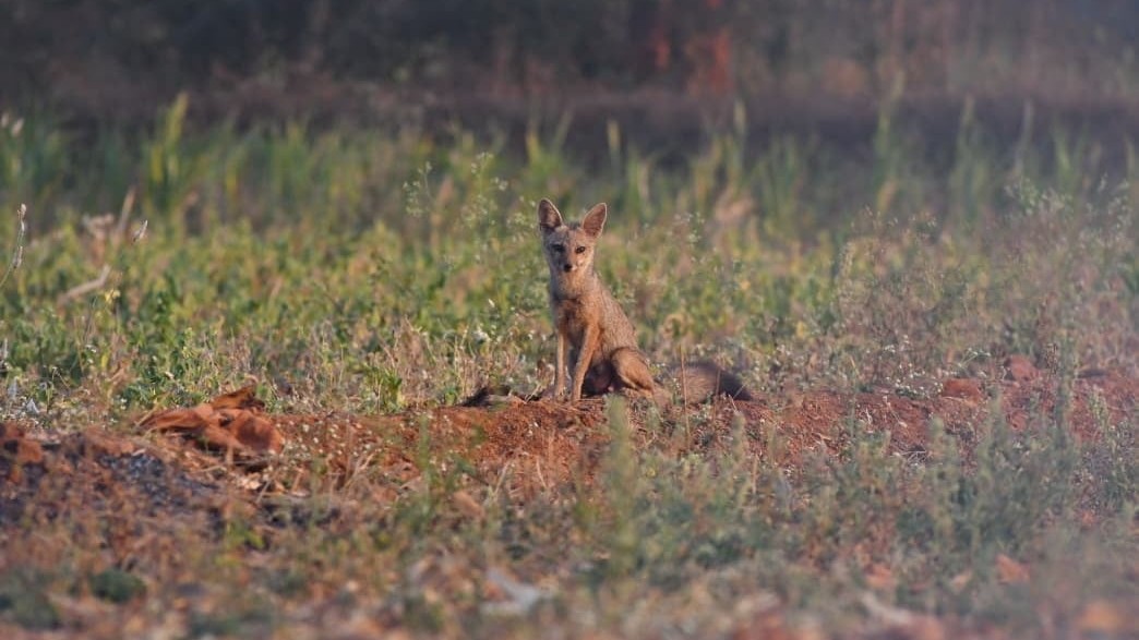 Living with 'foxy' neighbours in Karnataka's Haveri and Gadag 