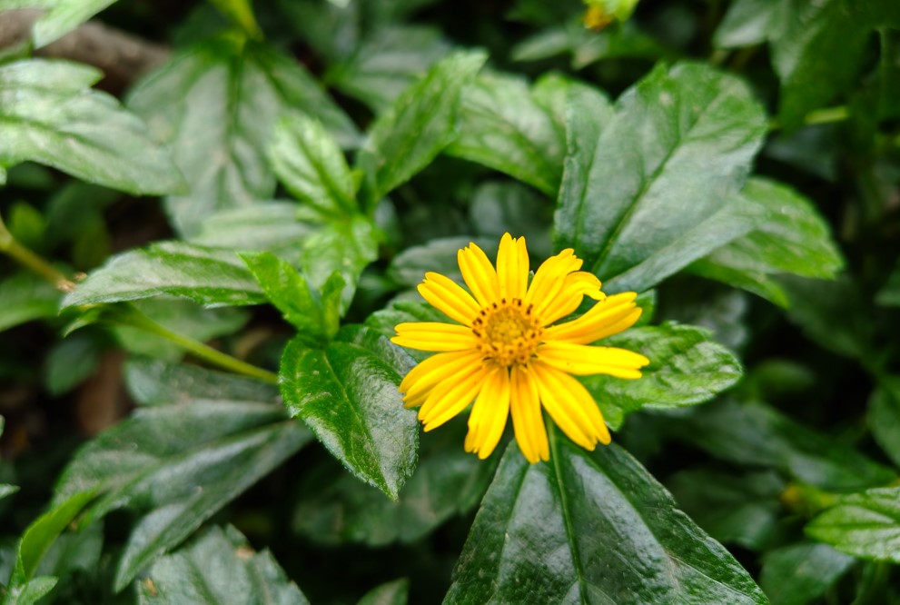 Motorola Edge 70 Fusion's camera sample.