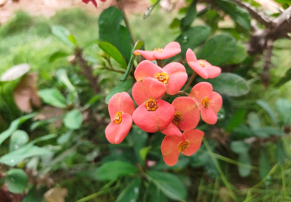 Nothing Phone (4a)'s camera sample.