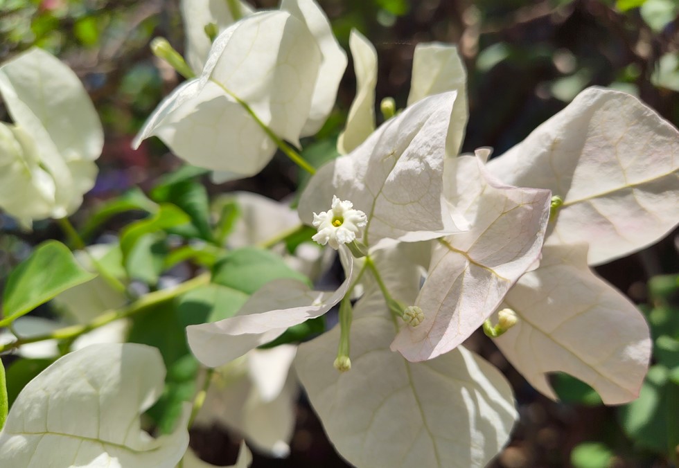 Nothing Phone (4a)'s camera sample.