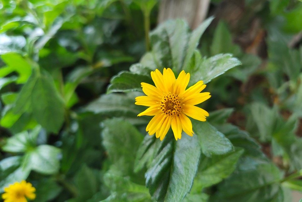 Nothing Phone (4a)'s camera sample.