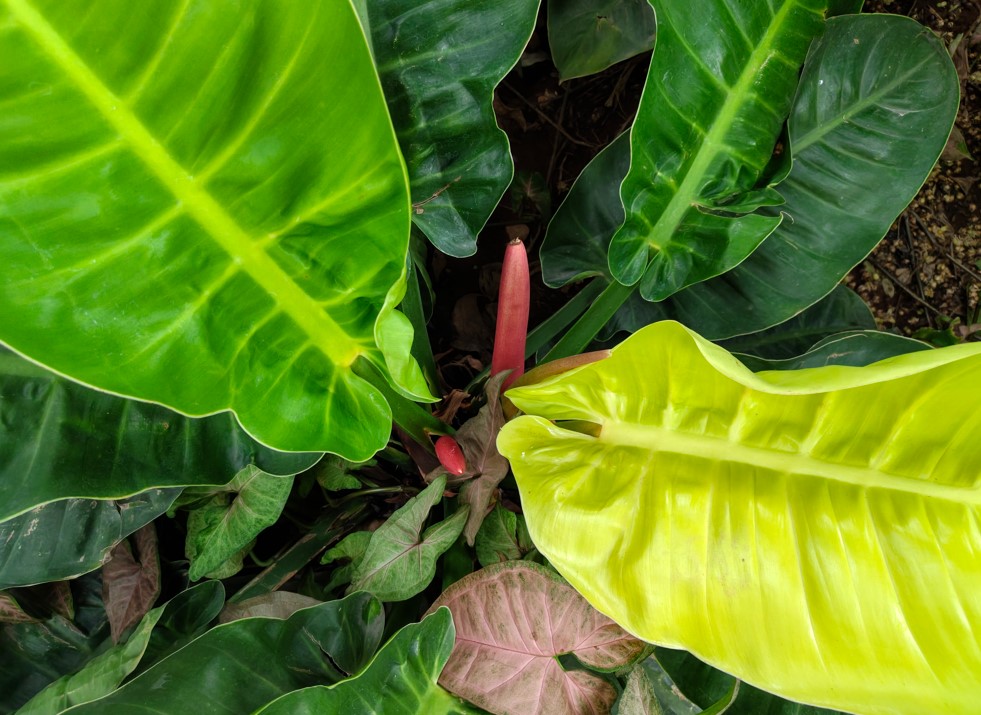 Motorola Edge 70 Fusion's camera sample.