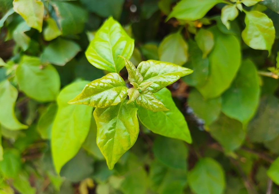 Nothing Phone (4a)'s camera sample.